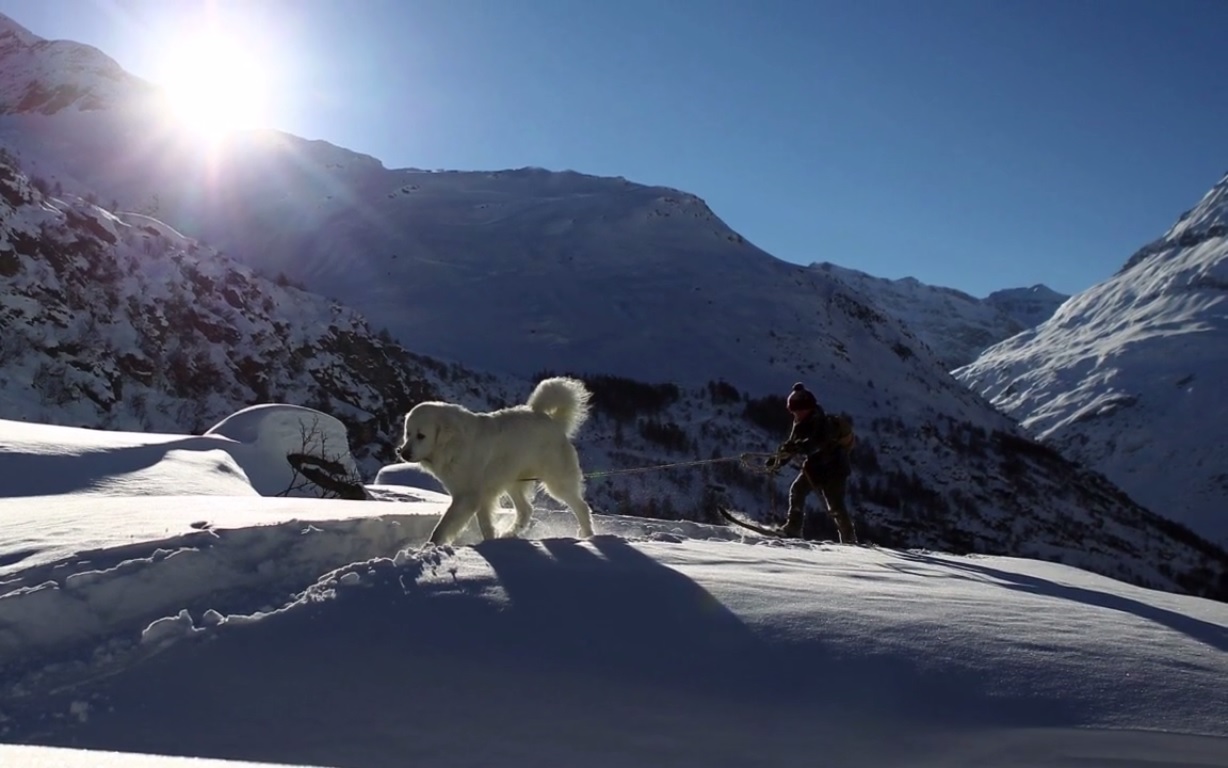 Sébastien tracté par Belle sur ses skis